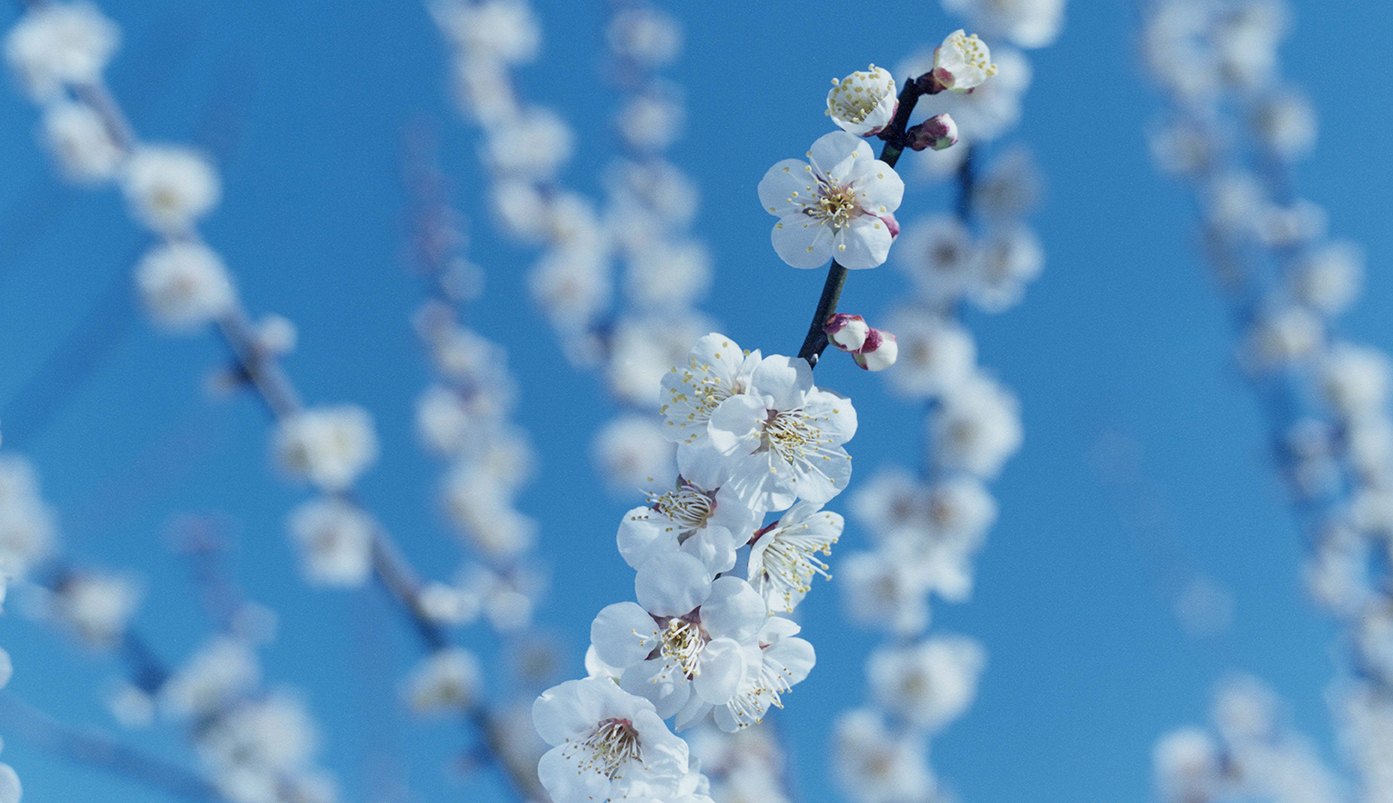 花が実になり実が華になる